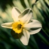 Narcissus Wallpapers HD: Quotes Backgrounds with Art Pictures