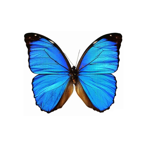 Dancing Butterfly