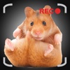 Talking Hamster Games For Your iPhone