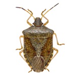 Stink Bug Scout