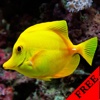 Fish Photos & Video Galleries FREE