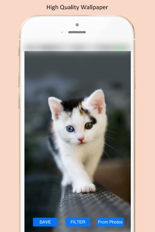 Cat Wallpapers Blur and Colorful - Choiceness High Quality Wallpaper screenshot 2