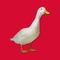 With "Where the duck are you