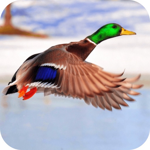 2016 Wild Duck Hunting Underwater ~ My Little Ducks Shooting games icon