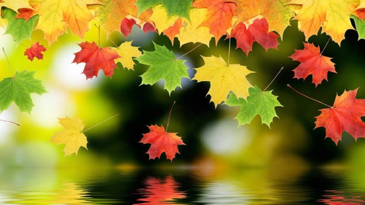 red autumn leaves background