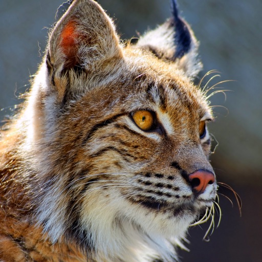 bobcat