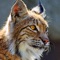 Hear wild bobcat cries, growls, and other amazing sounds with this cool app
