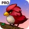 Woodpecker Simulator Pro