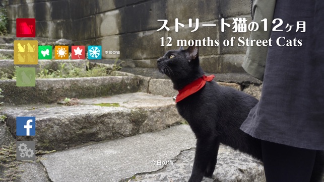 12 months of Street Cats