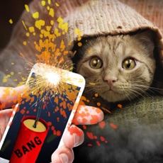 Activities of Bang Deafened Cat Prank