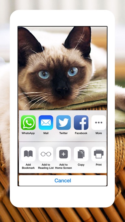 Cats & Kittens Wallpapers - Cute Animal Backgrounds and Cat Images