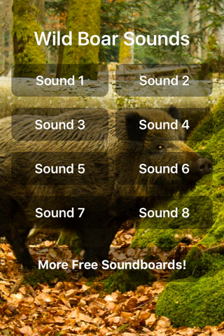 Wild Boar Sounds! - náhled
