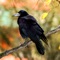 Hear harsh cawing and other unique crow sounds with this app