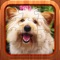 If you or your kids like fun dog games and jigsaw puzzles, you will LOVE this puzzle filled with cute dog and puppy pictures