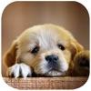 Icon Cute Puppy Puzzle - A fun & addictive puzzle matching game