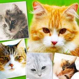Cats & Kittens Wallpapers - Cute Animal Backgrounds and Cat Images