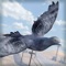 Bird Survival | Wing Sky Fly Tiny Simulator Game For Free