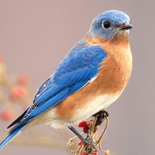 A Chorus of Songbirds