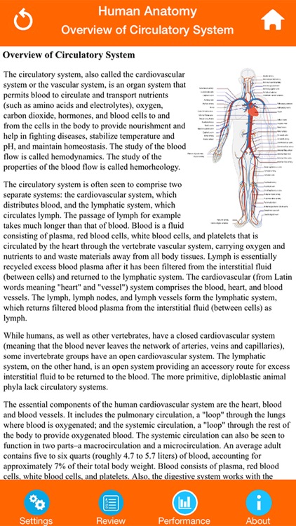 Human Anatomy : Circulatory System