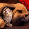 Pet Photos and Videos FREE | Loyal friends of human kind