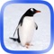 A nice animals arctic puzzle game for toddlers and young kids