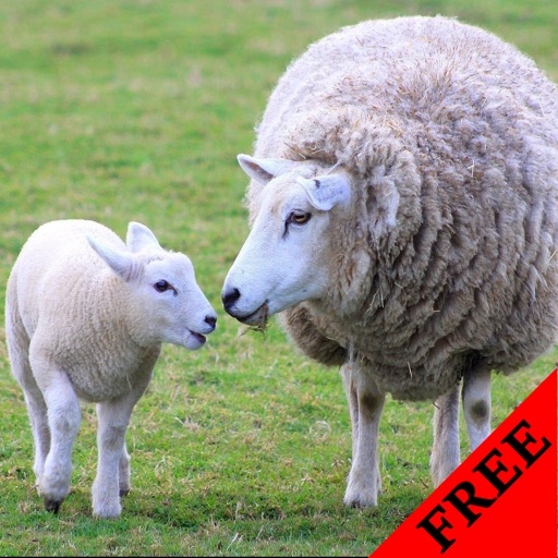 Sheep Photos & Video Galleries FREE