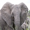 Elephant Sounds Effects - High Quality SFX, Ringtones, Alerts and More Straight From Africa