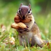 Squirrel Wallpapers HD: Quotes Backgrounds with Art Pictures