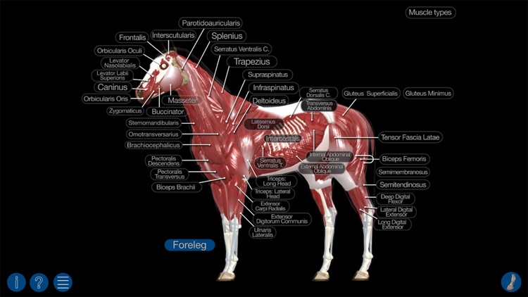 Horse Anatomy: Equine 3D