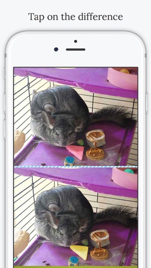 Find the Difference in Chinchilla(圖3)-速報App