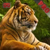 VR Visit Animals Safari Park Jungle Pro