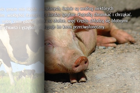 Świnie i inne zwierzęta hodowlane screenshot 4