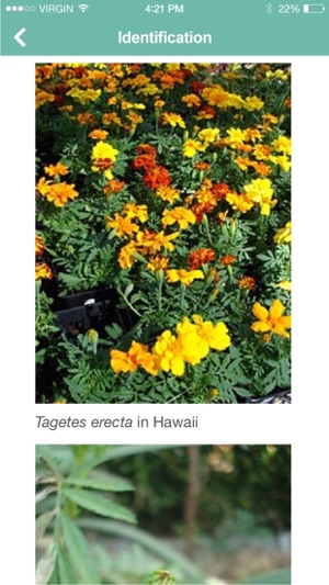 Garden Flower Identification Plant Identifier Free On The App Store
