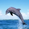 Dolphin Wallpapers