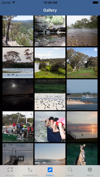 Wildlife Field Guide to Gippsland Lakes screenshot-4