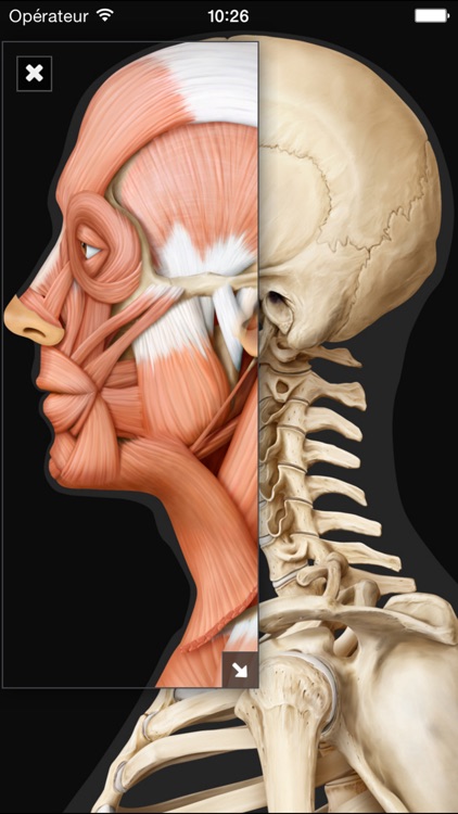 Virtual Human Body screenshot-3