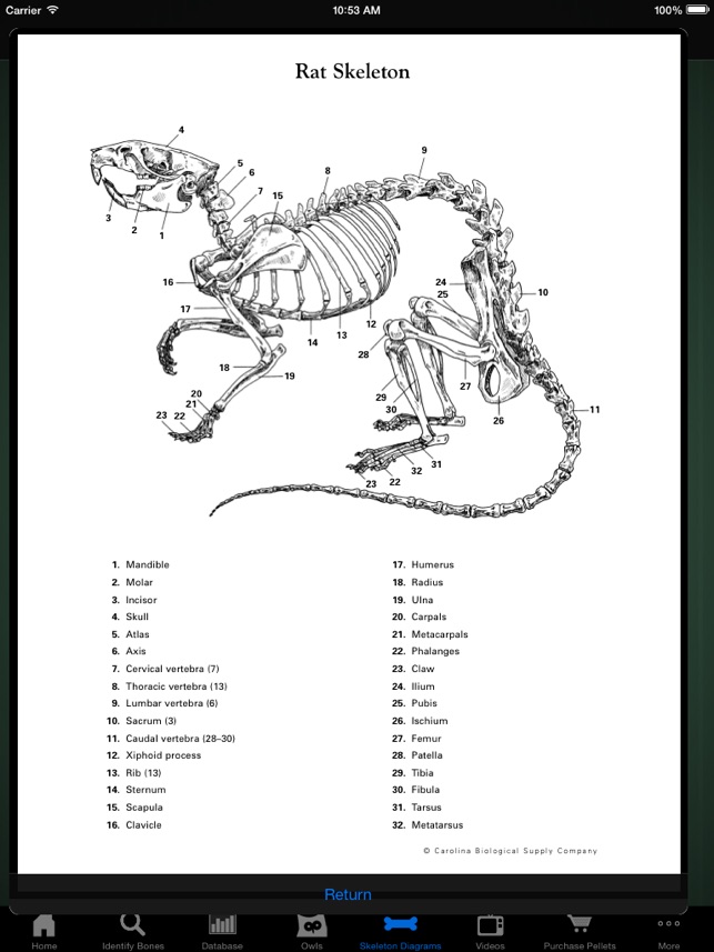 Owl Pellet Activities HD(圖5)-速報App