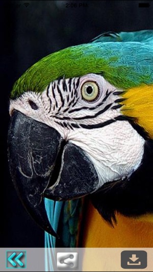 Parrot Wallpapers(圖3)-速報App