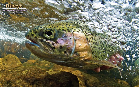 Eastern Fly Fishing screenshot 2