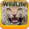 Wild Life Wallpapers -Best HD Wallpapers of Animal World