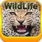 Now you are in one of the Best Wildlife Wallpapers Depository Ever in App Store