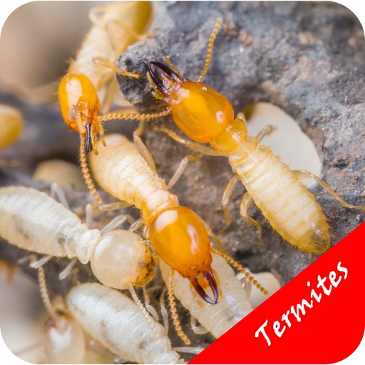 How To Get Rid Of Termites - Pest Control Services icon