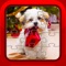 If you or your kids like puppy and jigsaw puzzles, you will LOVE this puzzle filled with most beautiful christmas dog pictures