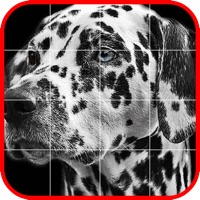 네모네모 앨범 (피크로스, 노노그램) PC 용