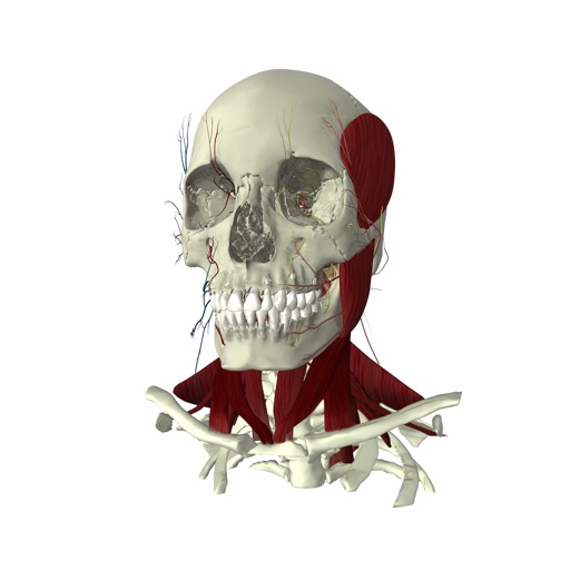 eHuman Head and Neck Anatomy