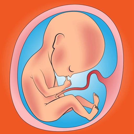 Fetal Development Week by Week- Guide and Tutorial icon
