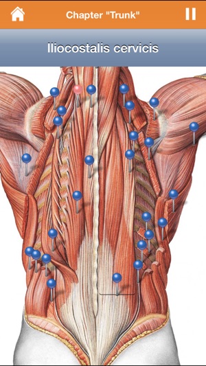 Sobotta Anatomy(圖3)-速報App