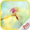 Flare - Lens Flare With Photo Filters - PRO