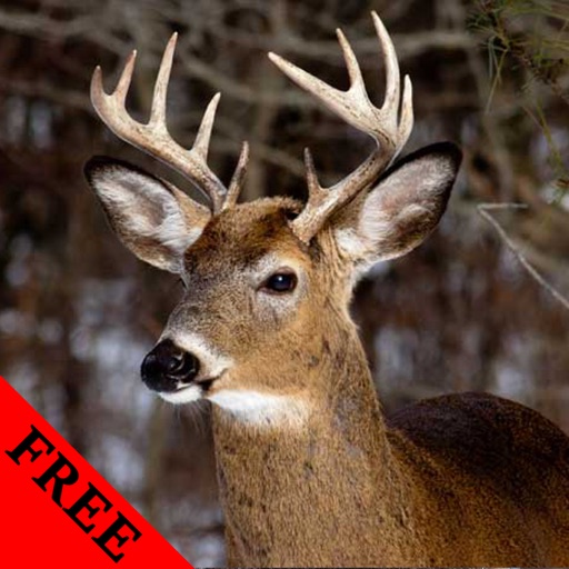 Deer Video and Photo Galleries FREE icon