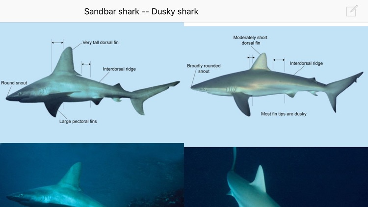 eGuide to Sharks and Rays screenshot-3